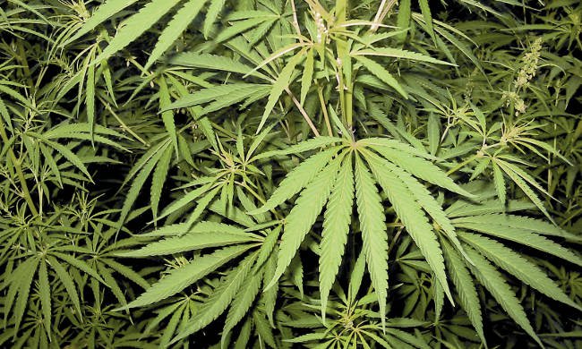 Cannabis