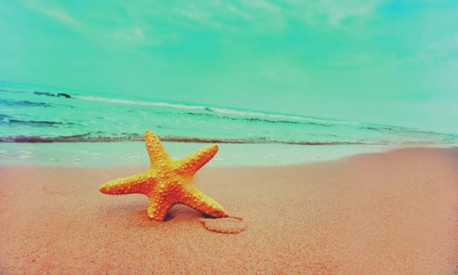 Seestern am Strand, im Hintergrund eine seichte Welle