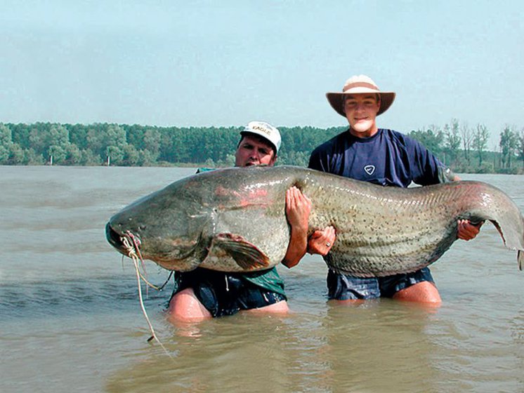 Fetter Fisch
