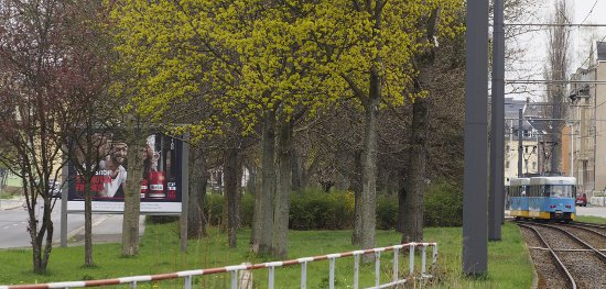 Der Sieger triumphiert. Kein Platz den Verlieren. So ist das eben. Plätze eben.  Und der Kantplatz?