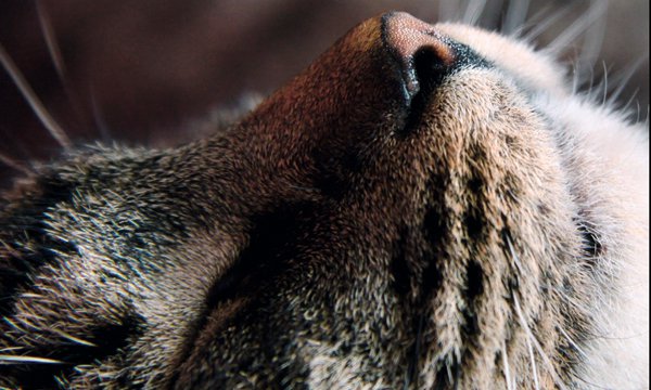 Katze 2.0