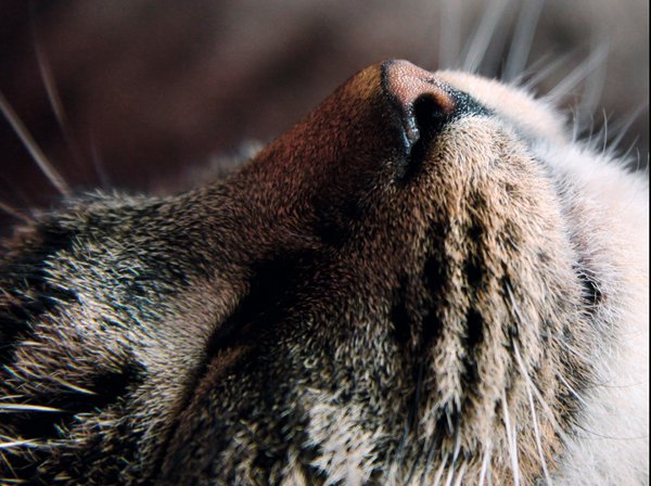 Katze 2.0