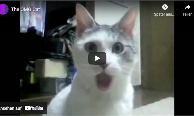 letztefrage_katze.jpg